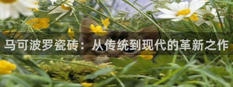 金年会体育app