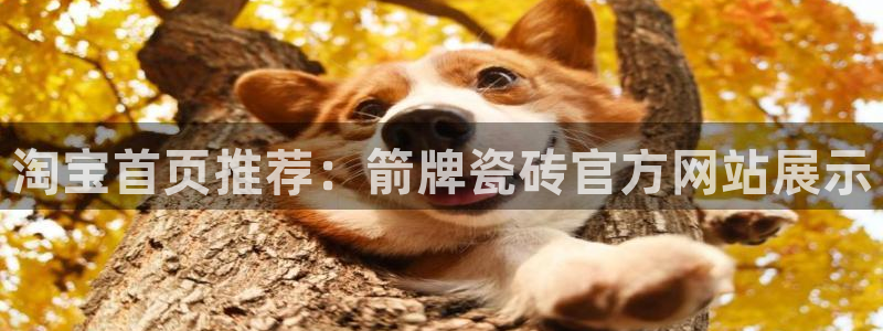 金年会体育app
